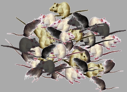Rodents, rodents everywhere