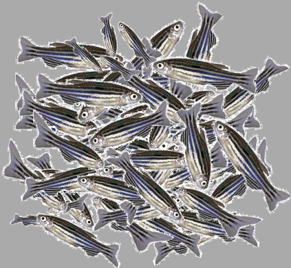 zebrafish school